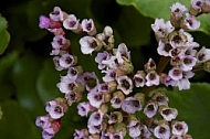 Flowers, plants, background, Spring