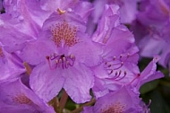 Flowers, plants, background, Spring