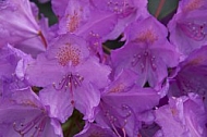 Flowers, plants, background, Spring