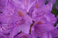 Flowers, plants, background, Spring