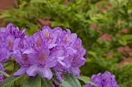 Flowers, plants, background, Spring