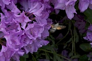 Flowers, plants, background, Spring