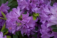 Flowers, plants, background, Spring