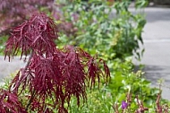 Flowers, plants, background, Spring