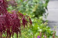 Flowers, plants, background, Spring