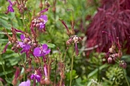 Flowers, plants, background, Spring