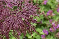 Flowers, plants, background, Spring