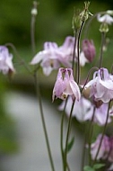 Flowers, plants, background, Spring