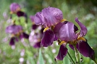 Flowers, plants, background, Spring