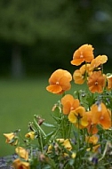 Flowers, plants, background, Spring