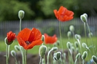 Flowers, plants, background, Spring