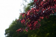 Flowers, plants, background, Spring