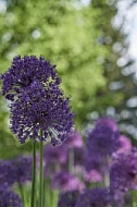 Flowers, plants, background, Spring