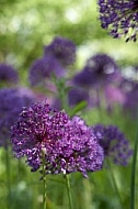 Flowers, plants, background, Spring