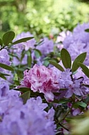 Flowers, plants, background, Spring