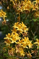 Flowers, plants, background, Spring