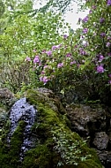 Flowers, plants, background, Spring