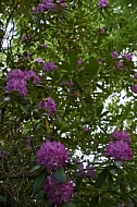 Flowers, plants, background, Spring