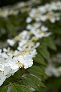 Flowers, plants, background, Spring