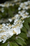 Flowers, plants, background, Spring