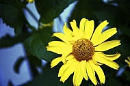 Flowers, plants, background, Spring