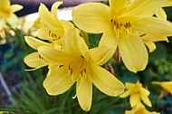 Flowers, plants, background, Spring