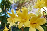 Flowers, plants, background, Spring