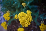 Flowers, plants, background, Spring