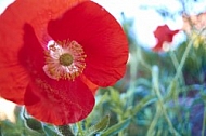 Flowers, plants, background, Spring