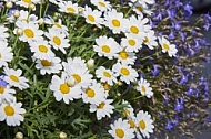 Flowers, plants, background, Spring