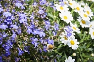 Flowers, plants, background, Spring