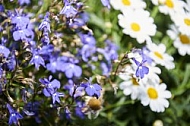 Flowers, plants, background, Spring