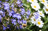 Flowers, plants, background, Spring