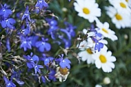 Flowers, plants, background, Spring