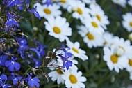 Flowers, plants, background, Spring