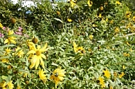 Flowers, plants, background, Spring