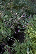 Flowers, plants, background, Spring