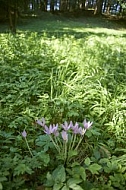 Flowers, plants, background, Spring