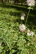 Flowers, plants, background, Spring