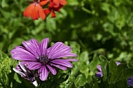 Flowers, plants, background, Spring