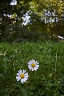 Flowers, plants, background, Spring