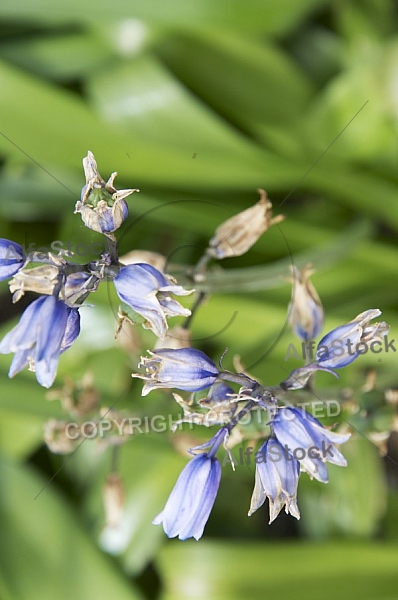 Flowers, plants, background, Spring