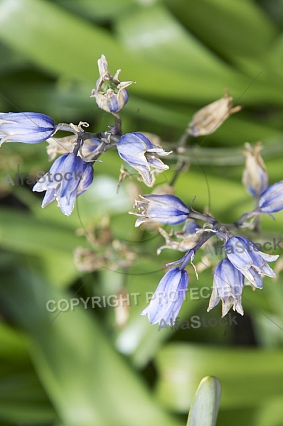 Flowers, plants, background, Spring