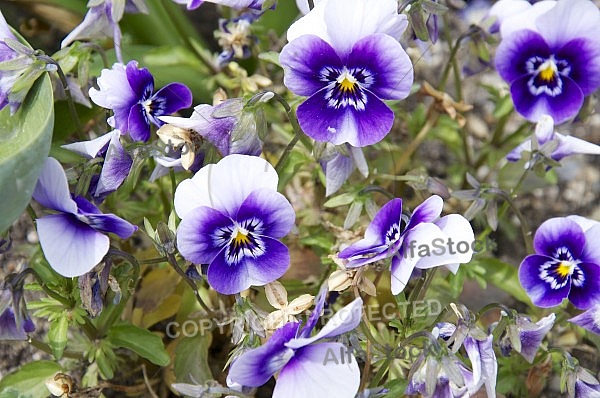 Flowers, plants, background, Spring