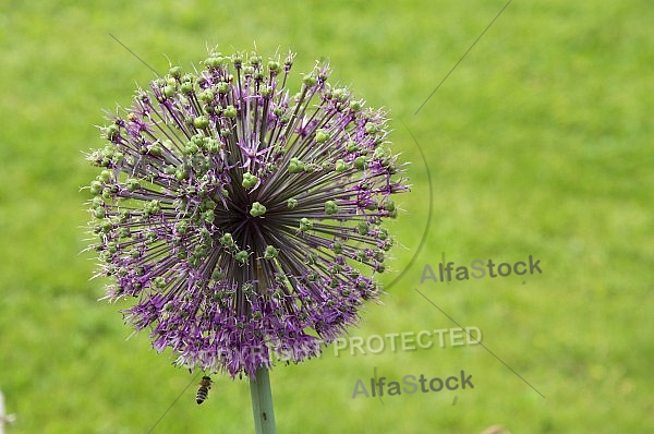 Flowers, plants, background, Spring