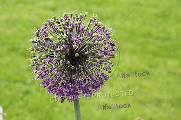 Flowers, plants, background, Spring