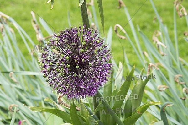 Flowers, plants, background, Spring