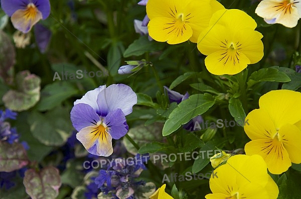 Flowers, plants, background, Spring