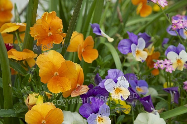 Flowers, plants, background, Spring