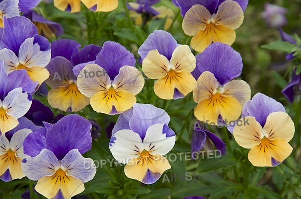 Flowers, plants, background, Spring